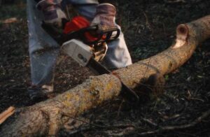 Expert Tree Removal Service Perth
