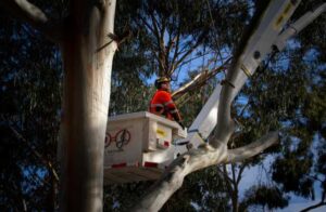 Expert Tree Removal Service Perth