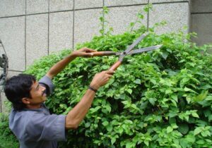 Professional Hedge Trimming Services Perth