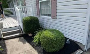 Professional Hedge Trimming Services Perth