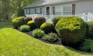 Professional Hedge Trimming Services Perth