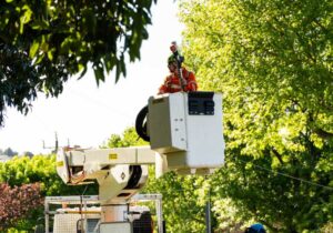 Emergency Tree Pruning Perth