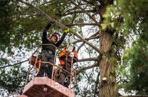 Emergency Tree Pruning Perth
