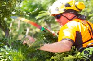 Emergency Tree Pruning Perth