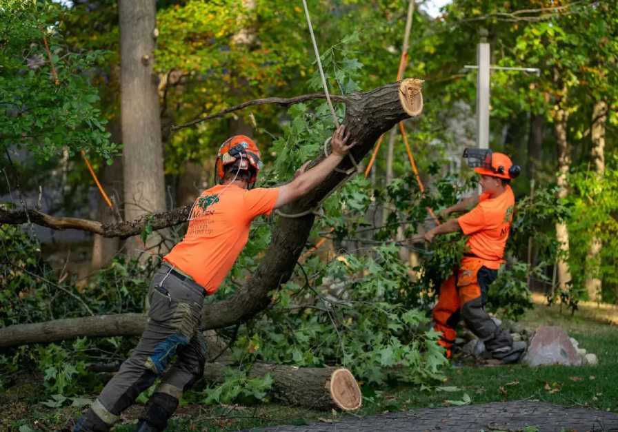 Expert Tree Trimming Services Perth