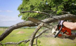 Expert Tree Trimming Services Perth