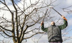 Expert Tree Trimming Services Perth