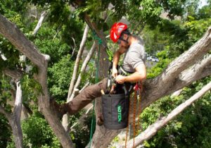 Certified Arborist Perth