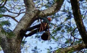 Certified Arborist Perth