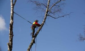 Certified Arborist Perth