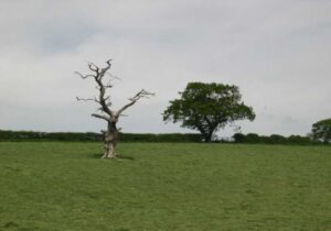Dead Tree Removal Perth
