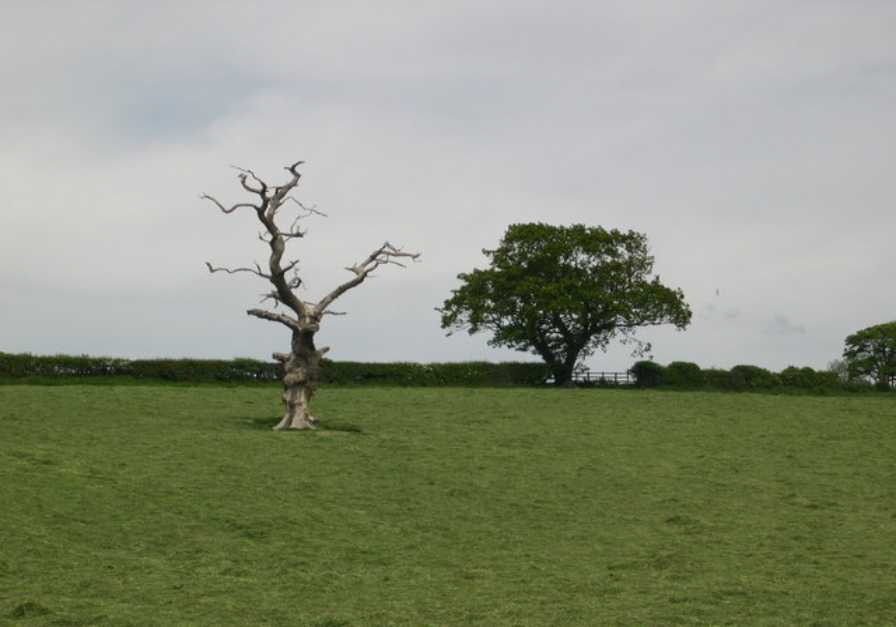 Dead Tree Removal Perth