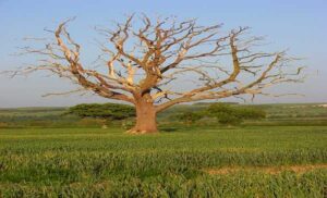 Dead Tree Removal Perth