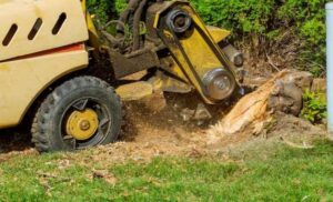 Affordable Stump Grinding Service Perth