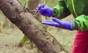 Professional Tree Health Assessment Perth