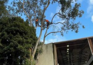 Best Tree Trimming Removal Service Perth
