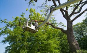 Best Tree Trimming Removal Service Perth
