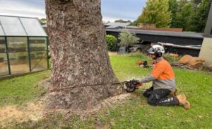 Best Tree Trimming Removal Service Perth