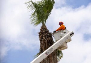 Best Palm Tree Cleaning Perth