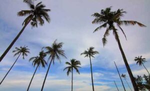Best Palm Tree Cleaning Perth