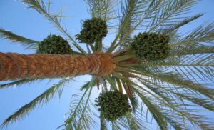 Best Palm Tree Cleaning Perth