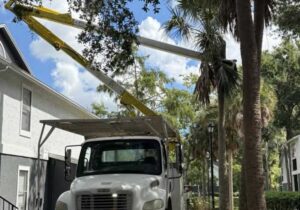 Professional Tree Care Services Perth