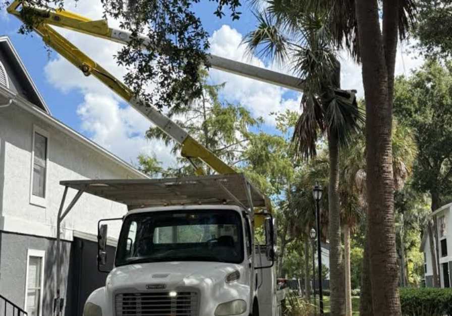 Professional Tree Care Services Perth