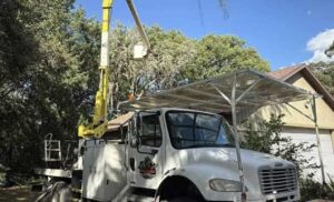 Professional Tree Care Services Perth