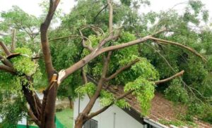 Professional Tree Care Services Perth