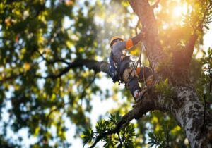 Expert Tree Maintenance Perth