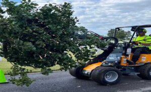 Expert Tree Maintenance Perth
