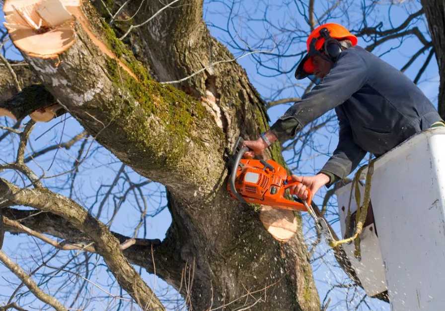 Arborist Tree Removal Perth WA