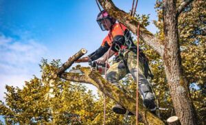 Arborist Tree Removal Perth WA
