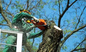 Arborist Tree Removal Perth WA