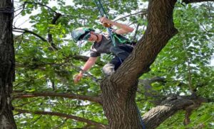 Emergency Tree Removal Perth WA