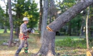 Emergency Tree Removal Perth WA