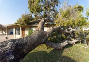 Emergency Tree Removal Perth WA