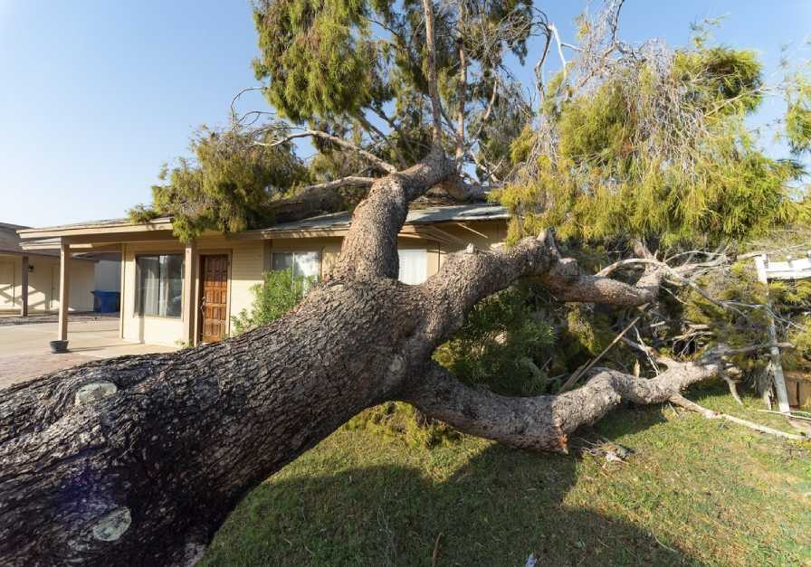 Emergency Tree Removal Perth WA