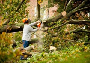 Professional Tree Cutting Perth WA