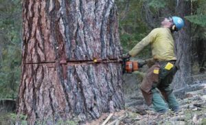 Professional Tree Cutting Perth WA