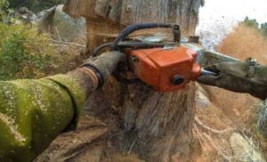 Professional Tree Cutting Perth WA