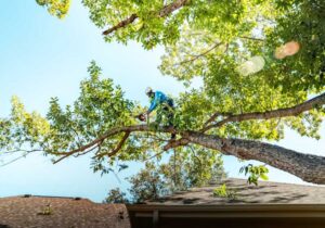 Expert Tree Pruning Services Perth WA