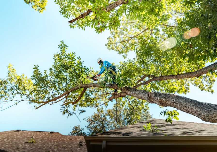 Expert Tree Pruning Services Perth WA