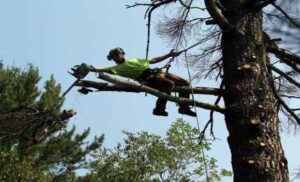 Expert Tree Pruning Services Perth WA