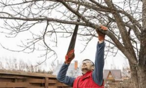 Expert Tree Pruning Services Perth WA