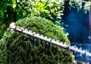 Expert Hedge Trimming and Pruning Perth