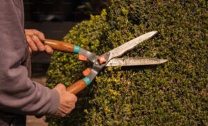 Expert Hedge Trimming and Pruning Perth