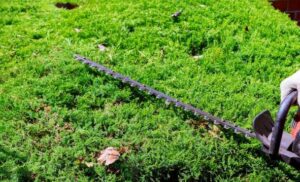 Expert Hedge Trimming and Pruning Perth