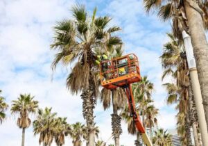 Professional Palm Tree Maintenance Perth