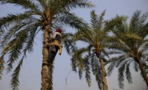 Professional Palm Tree Maintenance Perth